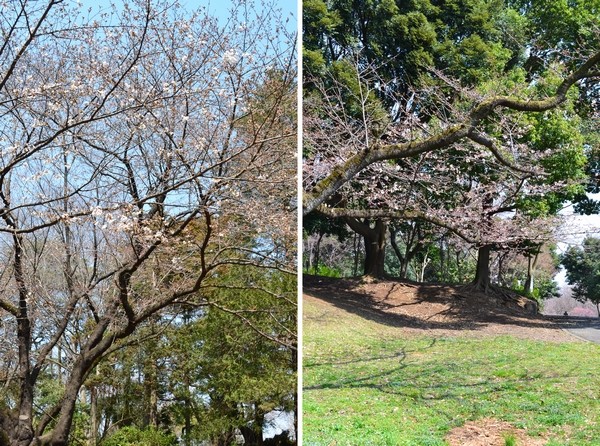 所沢　航空公園　桜