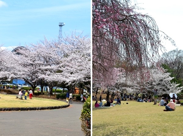 所沢　花見　航空公園　桜　写真