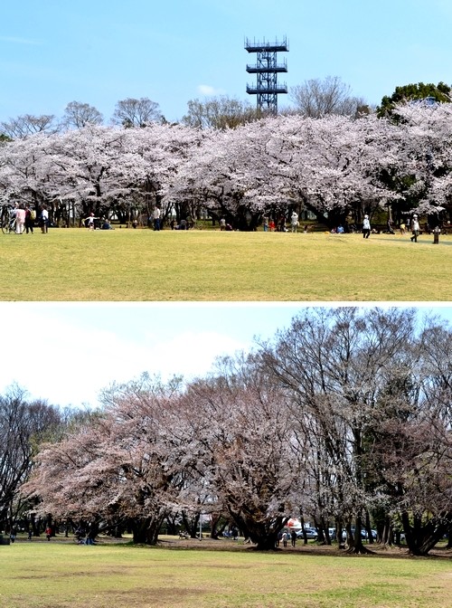 所沢　花見　航空公園　桜　