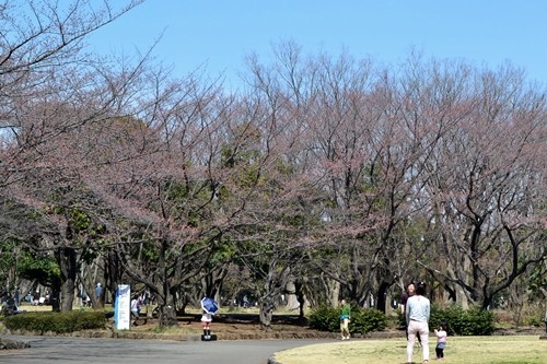 航空公園　桜20150328