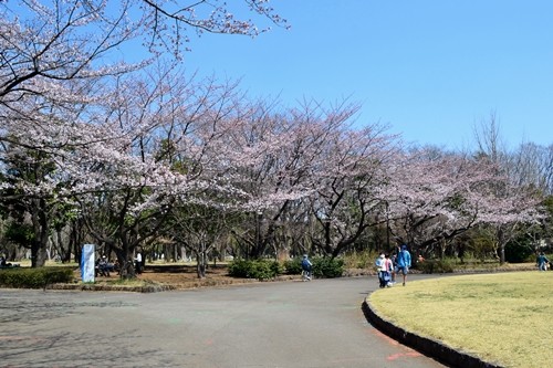 航空公園　桜　2015