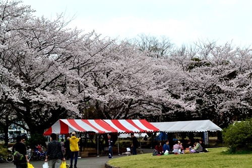 所沢航空公園　桜　2015
