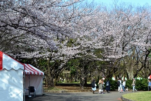 所沢　航空公園　桜