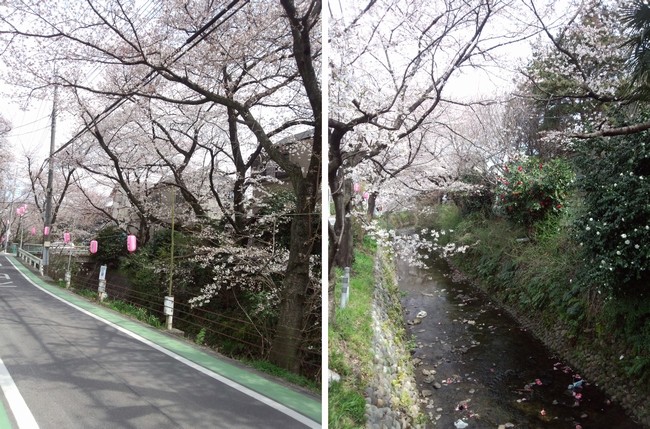 20120407東川沿い　桜