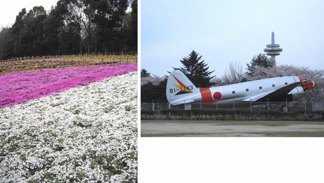 120413航空公園　芝桜