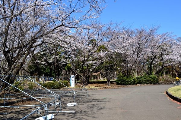 所沢航空公園 桜