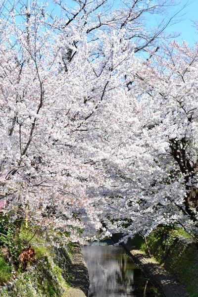 所沢 東川 桜