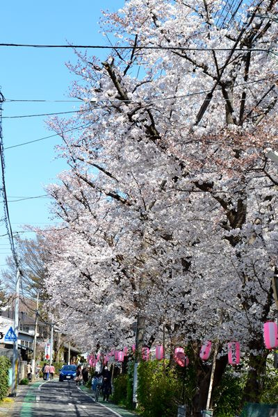 所沢　桜