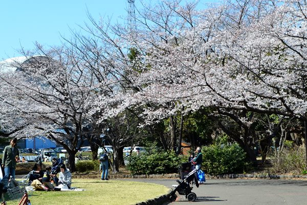 航空公園 桜 2019